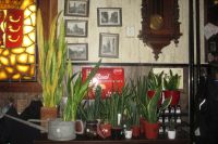 2017-08-25 Mijn Sansevieria en ik 60 2017-08-25 Mijn Sansevieria en ik 60